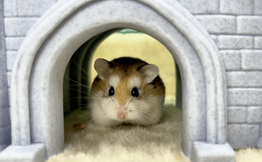 Sir Fluffington, the Roborovski dwarf hamster